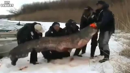 Руснаци уловиха риба-гигант