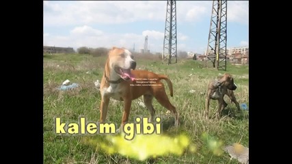 pit&bul yamur