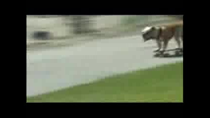 Funny Animal Videos