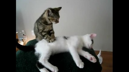 Тайландски Котешки Масаж :д