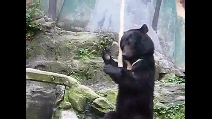 Кунг Фу Мечка