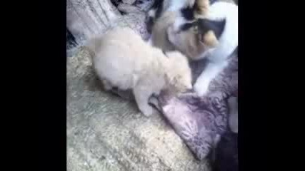 ...котенца - бебета 