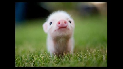 Cute little piglet picture