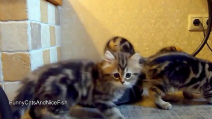 The Best Cute Kittens and Funny Cats Videos