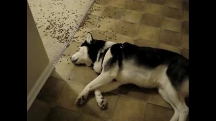 Най-мързеливото куче на света :d:d:d