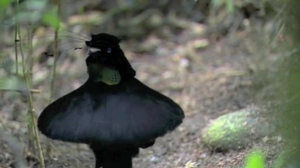 Nature Present - Astounding Mating Dance Birds of Paradise