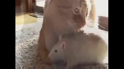 Плъх Обича Котка