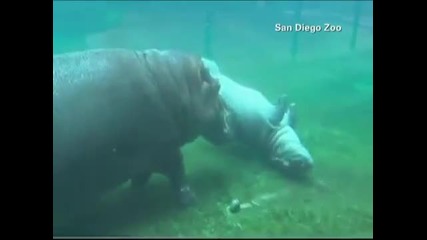 bebe hipopotam