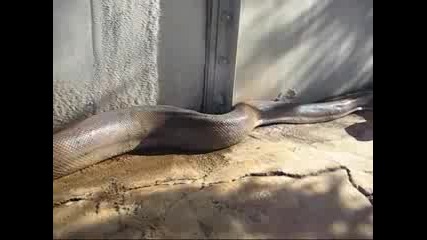 Най - Голямата Змия В Света Намерена Мъртва!!!