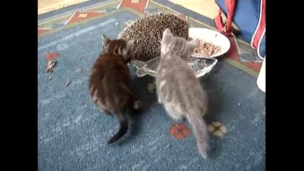 Любопитни котета изучават хранещо се таралежче...