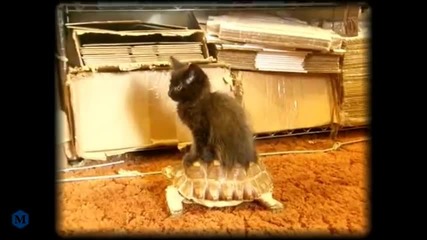Котка се вози върху Костенурка - Смях !