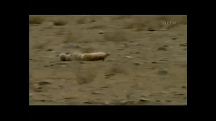 golden eagle killing fox 