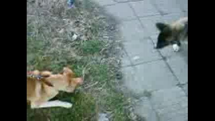 Tara Vs Betoven :d