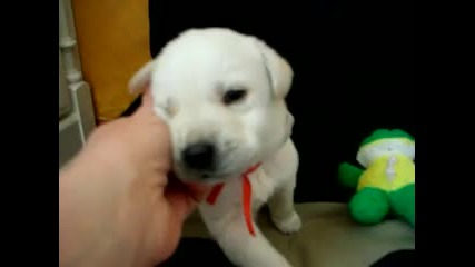 Little white Lab puppy