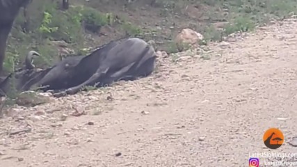 Антилопа гну реанимира свой умиращ другар , пред очите на шокирани туристи!