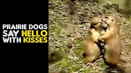 Факти, които ще те накарат да се усмихнеш