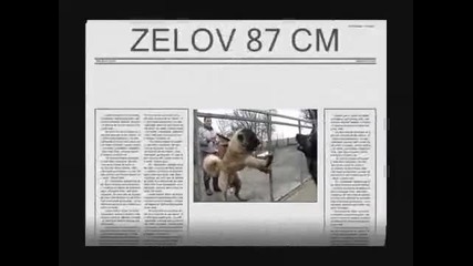 Zelov Super Video ( 1 Jahr Alt)