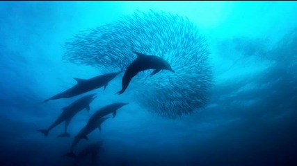 Pianochocolate - Dolphin's Femme (feat Alfida - Dancing Dolphins Spoken Edit)