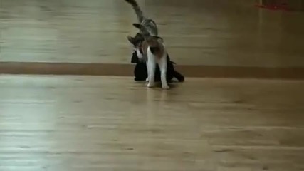 Котка Носи Мачка