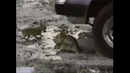 funny vid compilation 