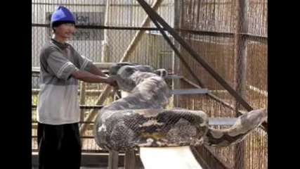 Worlds Largest! 