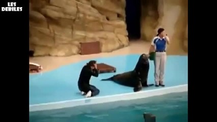 Тюленът яко я прекара!смях