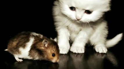 Nightbob - Cuicidal Pets (original Mix)