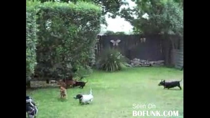 Weiner Dog Car Chase 
