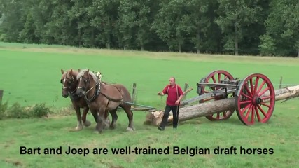 Един Белгийски кон срещу 18 мъже