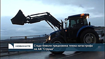 Стадо биволи предизвика тежка катастрофа на АМ "Струма"