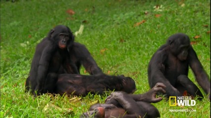 Wild Wives of Africa - Bonobo Love - Маймунски живот