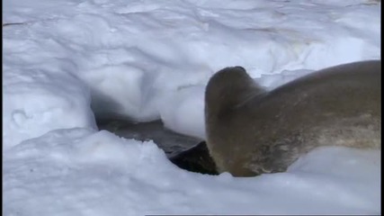 Тюленът на Уедъл 