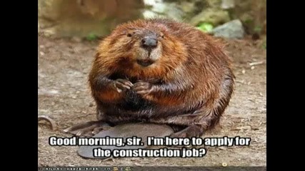 Very Funny Animals 6
