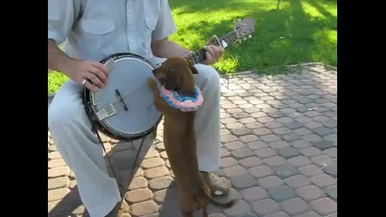 Музикално куче
