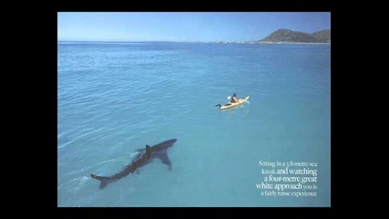 Shark.wmv