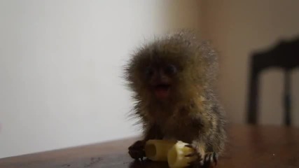Сладка маймунка ( Mармозетка ) яде макарон