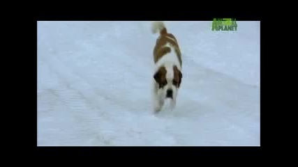 Dogs 101 - Saint Bernard 