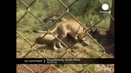 Мъж се гушка с диви лъвове! 