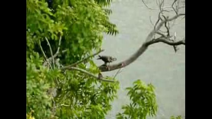 Juveline Peregrine Falcon Eating Prey