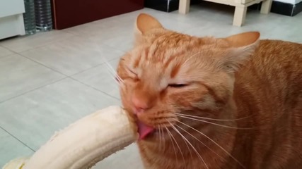 Смях !!! Котка яде банани