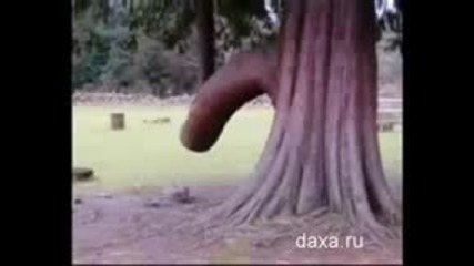 Шегите на природата2