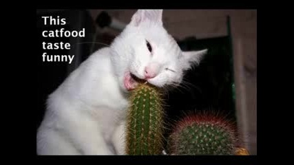 Very Funny cats