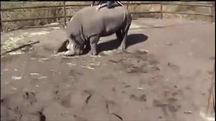 Пич яхва носорог