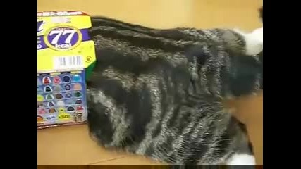 Смешна котка иска да се напъха в картонена кутия 