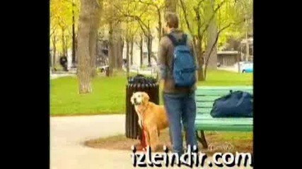 това куче ли или нещо др