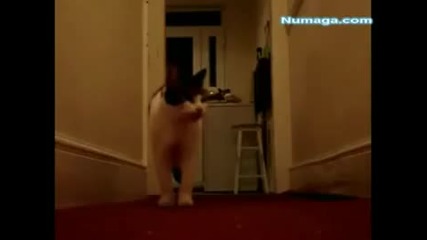 Котката, която поздравява с Hello