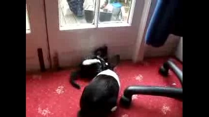 Котка и Заек са Приятели