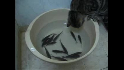 Котки Ловят Риба В Леген