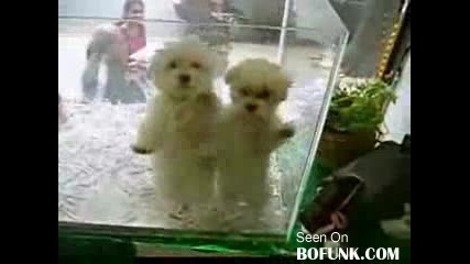 Две Малки Танцуващи Кученца