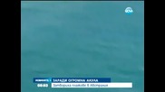 Затвориха плажове в Австралия заради огромна акула - Новините на Нова